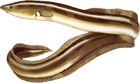 Enguia