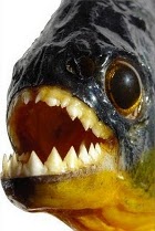 piranha