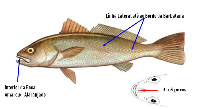 Identificação Corvina (Argyrosomus Regius )