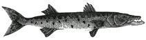 Barracuda