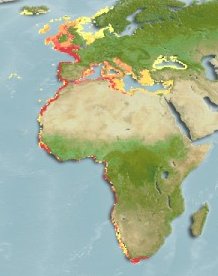 distribuição geográfica do carapau