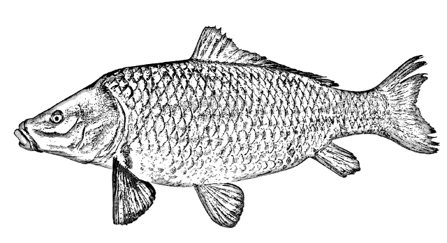 Cyprinus Carpio Cyprinus Carpio