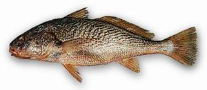 Corvina (Micropogonias furnieri)