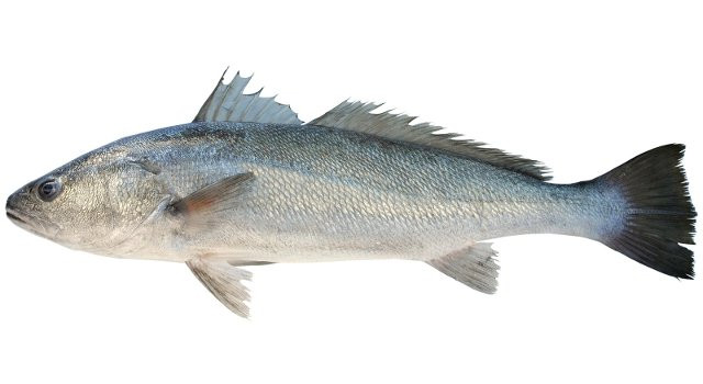 Corvina