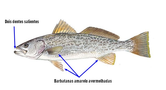 Identificar corvinata (cynoscion-regalis)