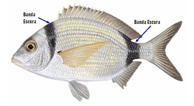 identificar Safia (Diplodus vulgaris)