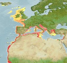 mapa distribuição corvina