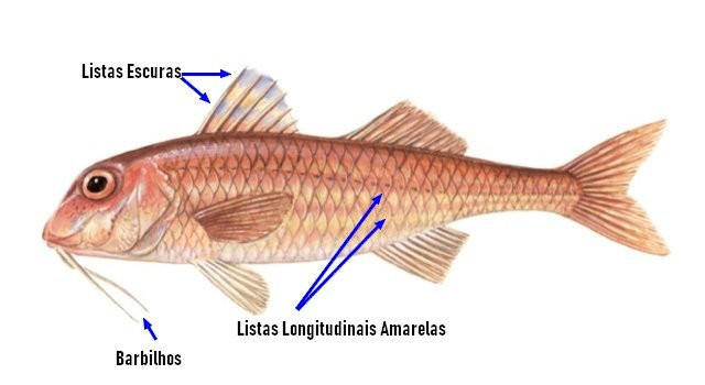 Identificar Salmonete (Mullus surmuletus)