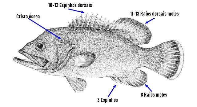 Identificar Cherne (Polyprion americanus)