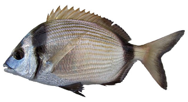 Safia, Diplodus vulgaris