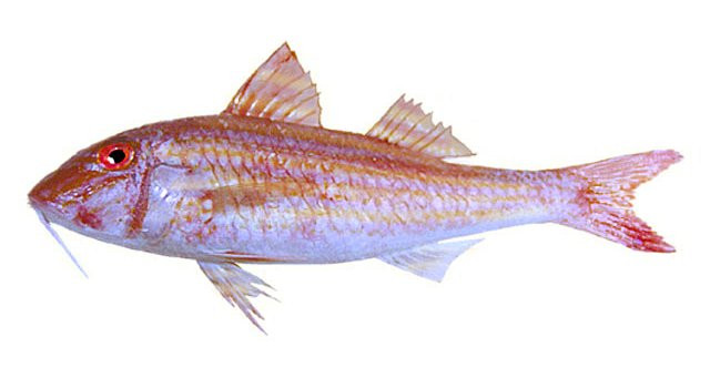 Salmonete