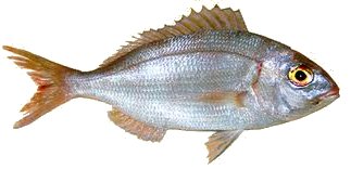 pargo