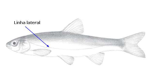 Iberochondrostoma lusitanicum