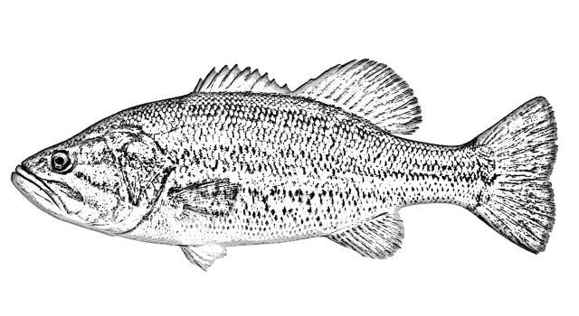 Achigã, Micropterus Salmoides