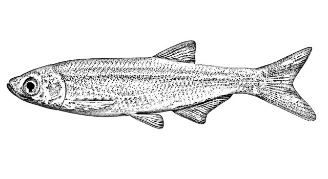 Alburnus alburnus