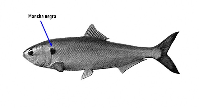 identificar Sável (Alosa alosa)