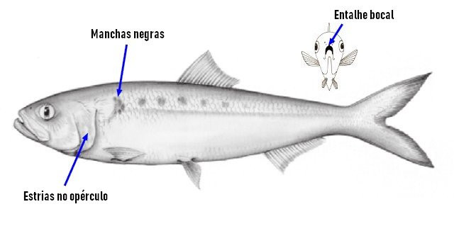 identificação Savelha (Alosa falax)