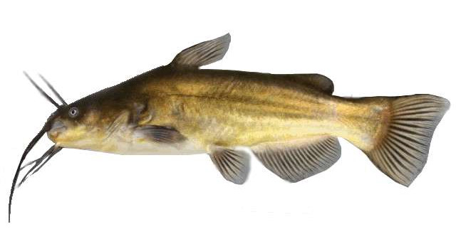 Peixe-gato-negro