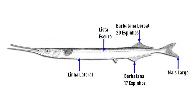 identificar peixe agulha (Belone belone)