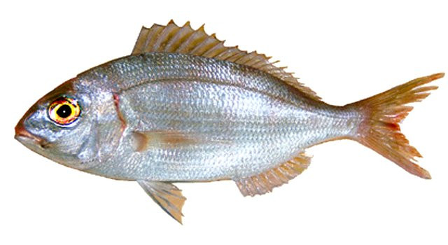 Bica (Peixe) Pagellus erythrinus 