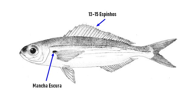 Identificar a boga (Boops boops)