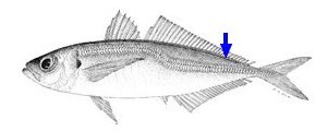 Identificar o carapau comum (Trachurus trachurus)