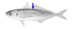 Identificar o carapau mediterrâneo (Trachurus trachurus)