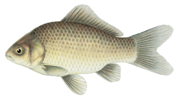 Carassius auratus