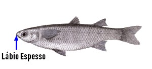 Chelon labrosus