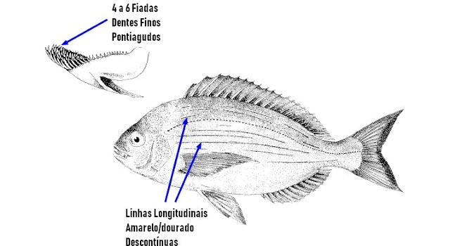 Identificar Choupa (Spondyliosoma cantharus)
