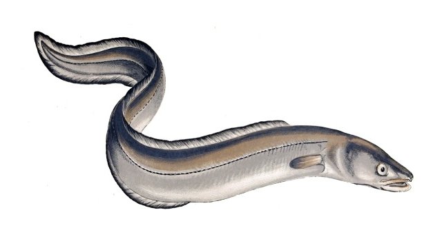 Conger conger