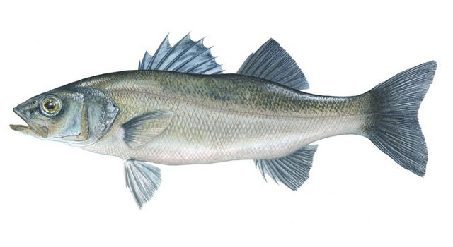 Robalo, Dicentrarchus labrax