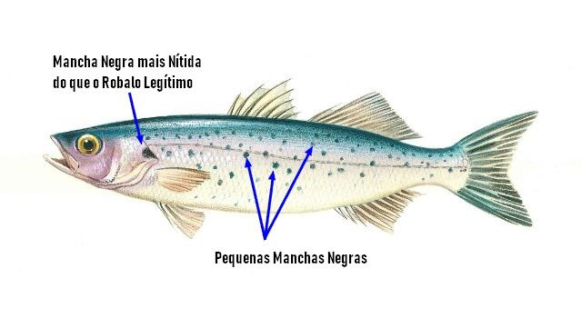 Identificar robalo-baila, Dicentrarchus puntactus