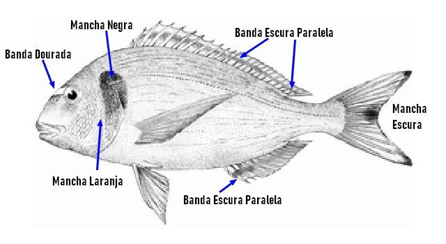 identificar dourada, sparus auratus