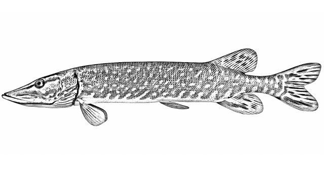 esox lucius