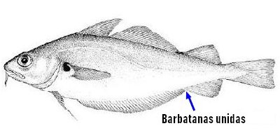 identificar faneca (Trisopterus luscus)