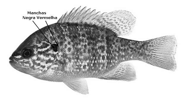 lepomis gibbosus