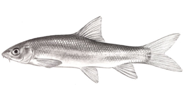 Luciusbarbus microcephalus