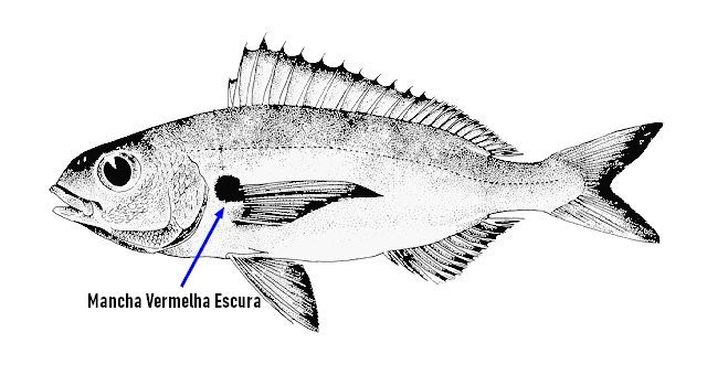 Identificar Besugo (Pagellus acarne)