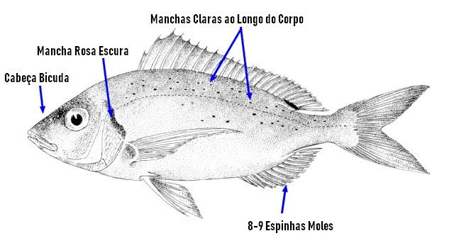 Identificar Bica (Pagellus erythrinus)