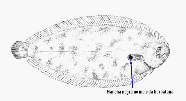 identificar linguado areia, Pegusa lascaris