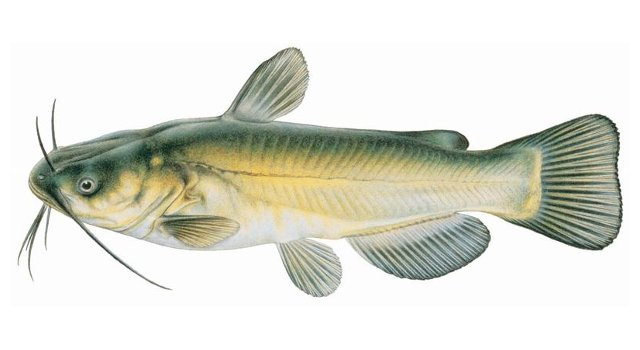 Ameiurus melas