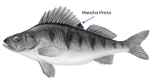 Perca fluviatilis