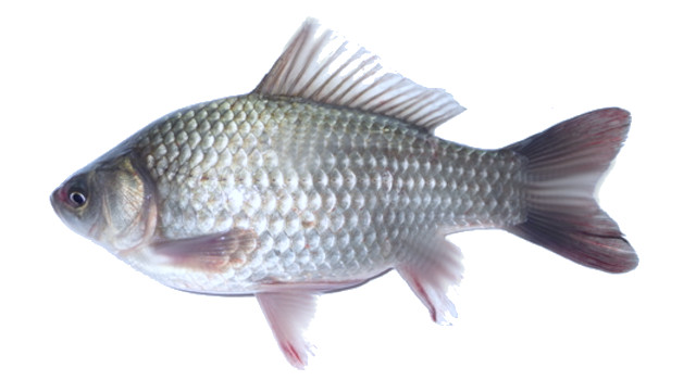 Pimpão cinzento (Carassius gibelio)