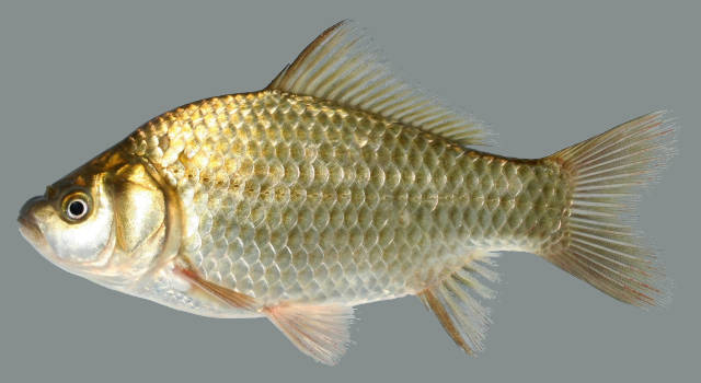 Pimpão (Carassius auratus)