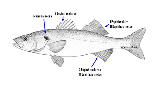 Dicentrarchus labrax, Robalo