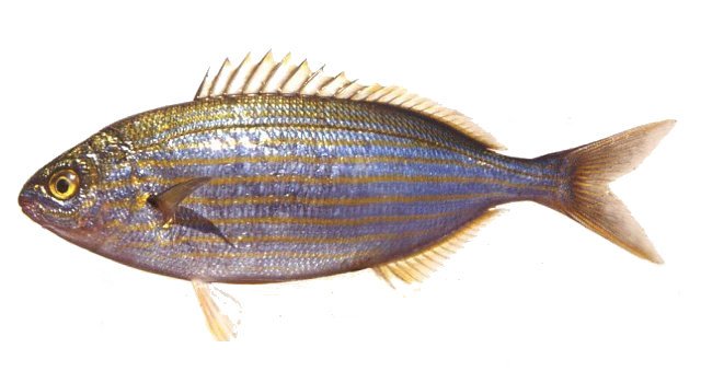 Salema Sarpa salpa