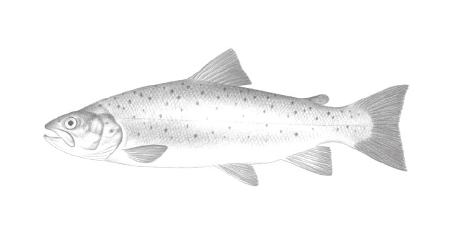 Salmo trutta