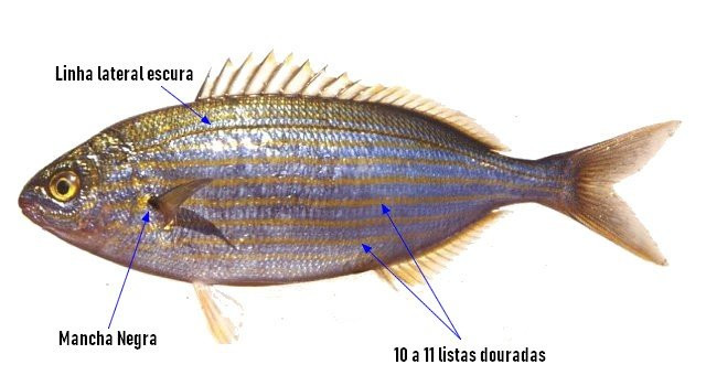 Identificar Salema Sarpa salpa