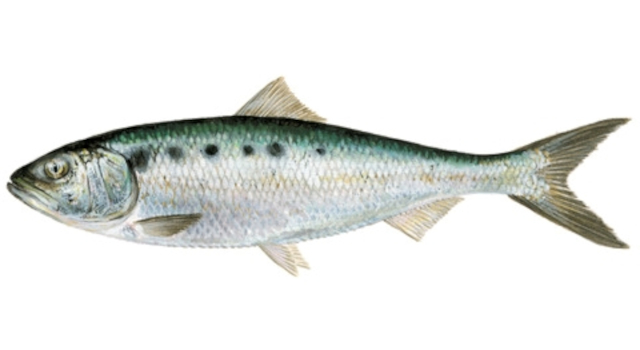 Savelha (Alosa fallax)